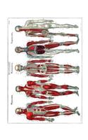 Recapitulation Myography - Neurography - Angiography Composition Notebook