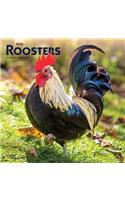 Roosters 2020 Square