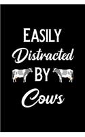Easily Distracted by Cows