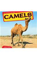Camels