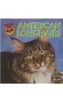 American Longhairs