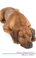 Rhodesian Ridgeback Affirmations Workbook Rhodesian Ridgeback Presents: Positive and Loving Affirmations Workbook. Includes: Mentoring Questions, Guidance, Supporting You.