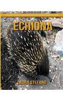 Echidna