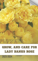 Grow, and Care For Lady Banks Rose