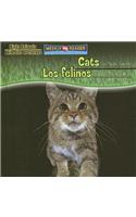 Cats Are Night Animals / Los Felinos Son Animales Nocturnos