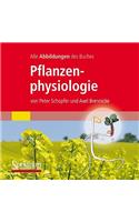 Alle Grafiken Des Lehrbuchs Pflanzenphysiologie