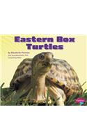 Eastern Box Turtles