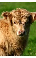 An Adorable Baby Scottish Highland Calf Journal