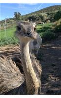 Awesome and Adorable Rhea Bird Journal: 150 Page Lined Notebook/Diary