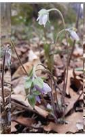 Hepatica