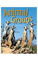 Rigby Focus Forward: (Group 1, Set A) Animal Groups