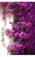 Bougainvillea Flower Journal: 150 Page Lined Notebook/Diary