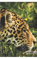 Jaguar Notebook: Unique Black Panther Jaguar Journal, Notebook for animal and big cats lovers (Blank Linear) great for kids, boys, girls, to writing notes, drawing, 