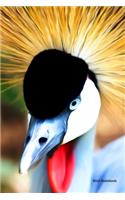 Bird Notebook