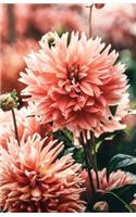 The Botanical Collection