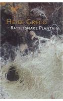 Rattlesnake Plantain