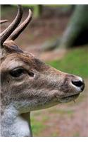 Red Deer Notebook: 150 lined pages, softcover, 6 x 9