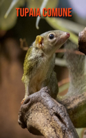 Tupaia comune: Immagini bellissime e fatti interessanti Libro per bambini sui Tupaia comune