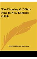 Planting Of White Pine In New England (1903)