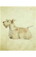 Scottish Terrier