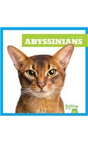 Abyssinians