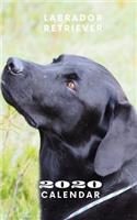 Labrador Retriever 2020 Calendar