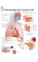 Common Cold Chart: Laminated Wall Chart