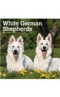 German Shepherds, White 2020 Square