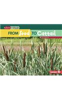 From Seed to Cattail