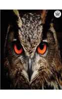 Notebook Kingdom Owl Series: Owl Notebook Notepad Journal Diary or Composition Book Blank 100 Pages 8.5x11 Owl Close Up