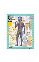 Blueprint for Health Your Brain and Nerves Chart