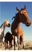 2020 Weekly Planner Horse Photo Equine Curious Horse 134 Pages: 2020 Planners Calendars Organizers Datebooks Appointment Books Agendas