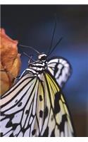 Idea Leuconoe Paper Kite Butterfly Journal: Take Notes, Write Down Memories in this 150 Page Lined Journal