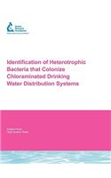 Identification of Heterotrophic Bacteria That Colonize Chloraminated Drinking Water Distribution Systems