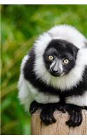 A Cute Black and White Lemur Perched on a Pole Journal: Take Notes, Write Down Memories in this 150 Page Lined Journal