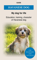 Havanese Dog