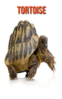 Tortoise: Fun Facts & Cool Pictures