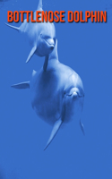 Bottlenose Dolphin