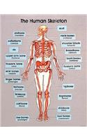 The Human Skeleton