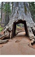 Take a Drive Through the Giant Sequoia Tree in California Journal: 150 Page Lined Notebook/Diary