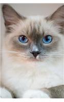My Ragdoll Cat Notebook