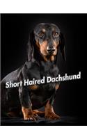 Short Haired Dachshund