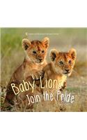 Baby Lions Join the Pride