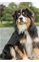 Say Hello to the Australian Shepherd Dog Journal