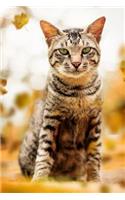 Cat Journal: Practical Blank Lined Notebook: Beautiful Tabby Cat