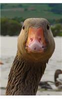 Curious Goose says Hello! Water Bird Journal: 150 Page Lined Notebook/Diary