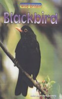 Wild Britain: Blackbird Big Book