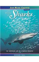 A Frenzy of Sharks