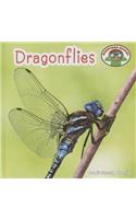 Dragonflies