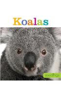 Seedlings: Koalas